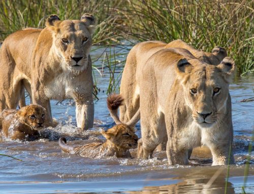 Botswana Lion Pride