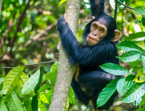 Chimpanzees of Budongo