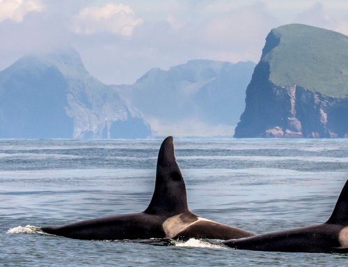 Encounters with Killer Whales